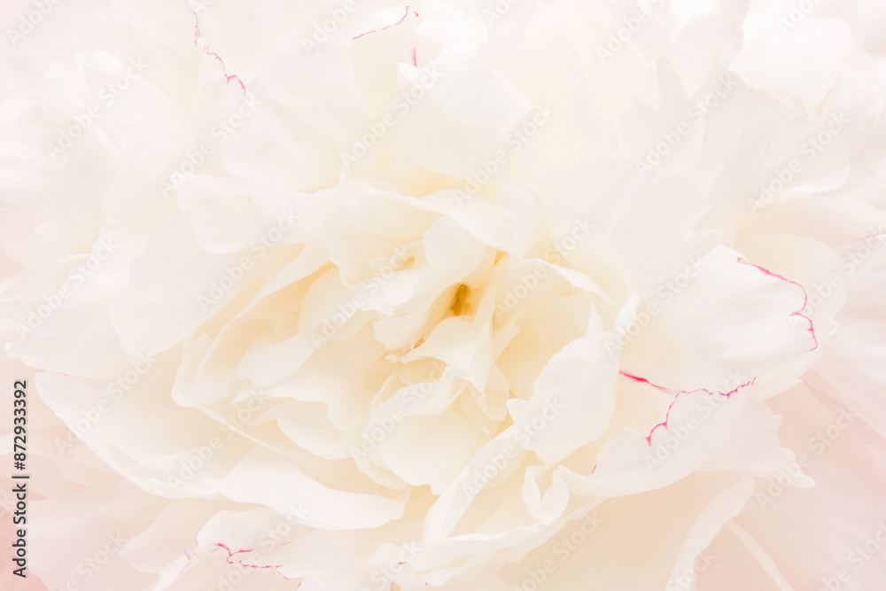 Fresh beautiful soft white opened peony flower head background. Closeup. Top down view. Fresh beautiful soft white opened peony flower head background. Closeup. Top down view.