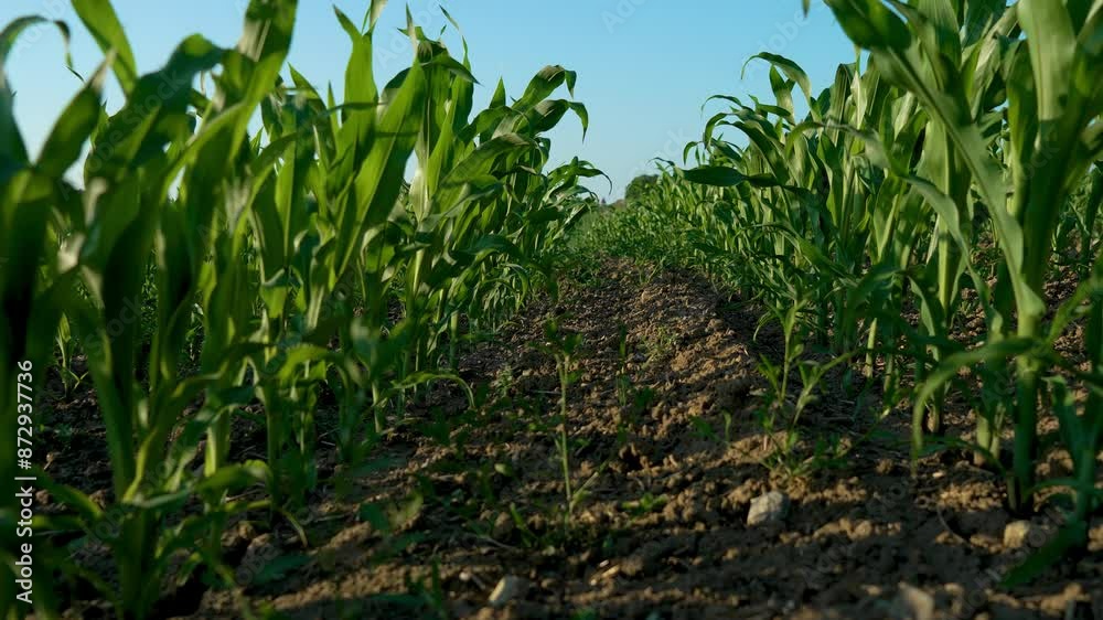 Agricultural field with growing corn. Young green maize at cornfield, grain production. Agronomic ecologically plants growing on fertility soil Agricultural field with growing corn. Young green maize at cornfield, grain production. Agronomic ecologically plants growing on fertility soil