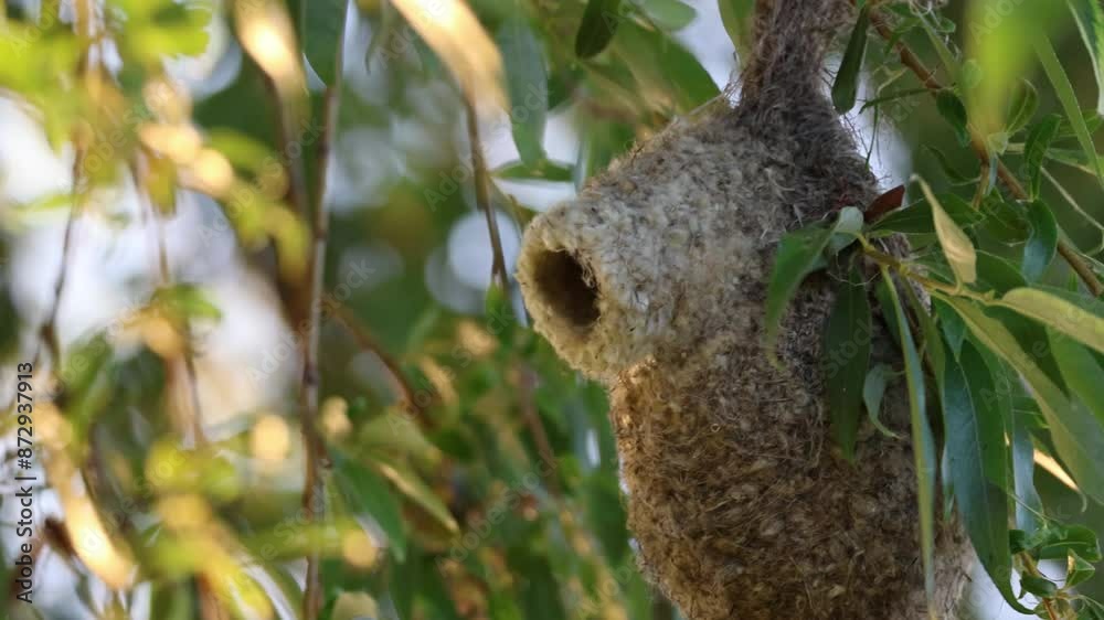 Close-up Eurasian Penduline tit nest on a willow branch swaying from the wind. Close-up Eurasian Penduline tit nest on a willow branch swaying from the wind.