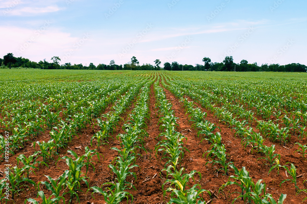 Obraz premium field of corn is shown with a blue sky in the background