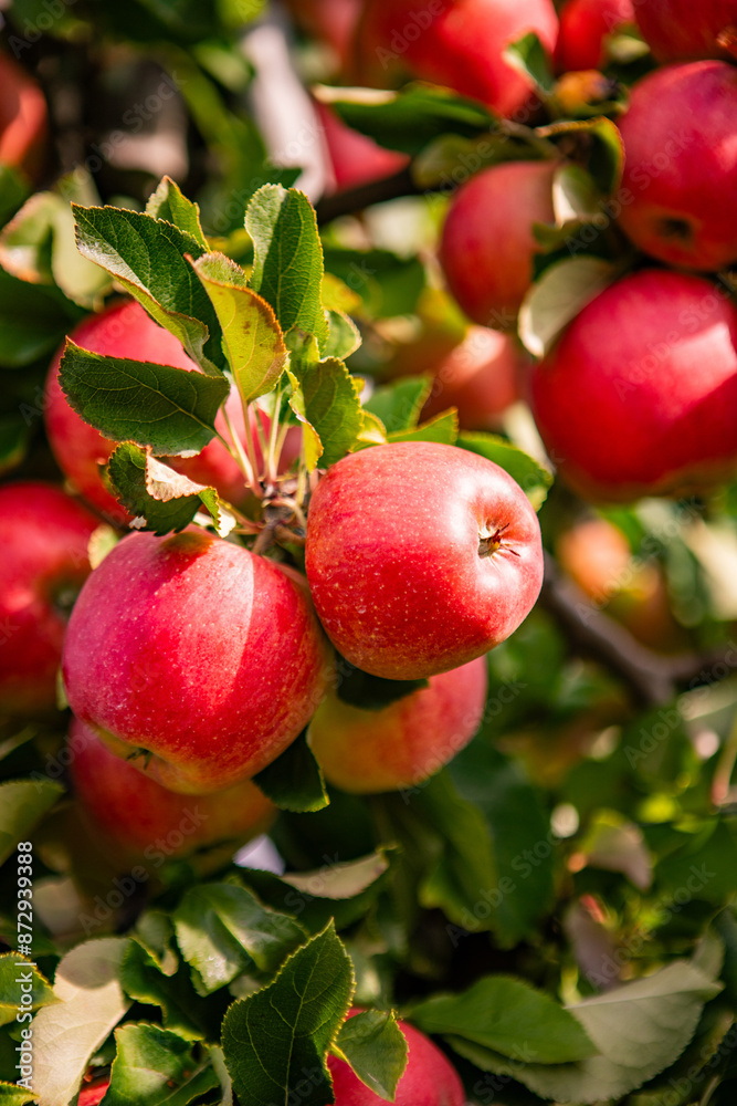 Ripe Red Apples on a Tree Branch in an Orchard Ripe Red Apples on a Tree Branch in an Orchard