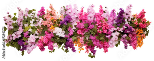 PNG Colorful spring flower hedge geranium blossom purple.