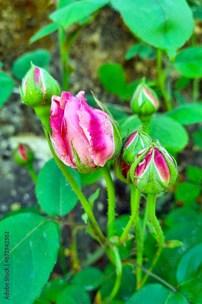 Blooming Pink Rose Buds in a Garden Nature Photography for Posters and Cards Blooming Pink Rose Buds in a Garden Nature Photography for Posters and Cards