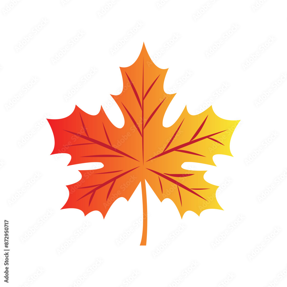 Obraz premium maple leaves isolated on white