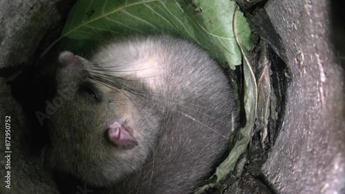 dormouse is sleeping in its nest in summertime