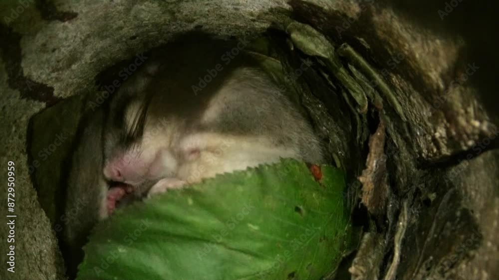 dormouse is sleeping in its nest in summertime