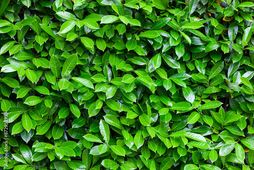 Wallpaper Mural Natural backdrop of green leaves wall, perfect for eco conscious projects Torontodigital.ca