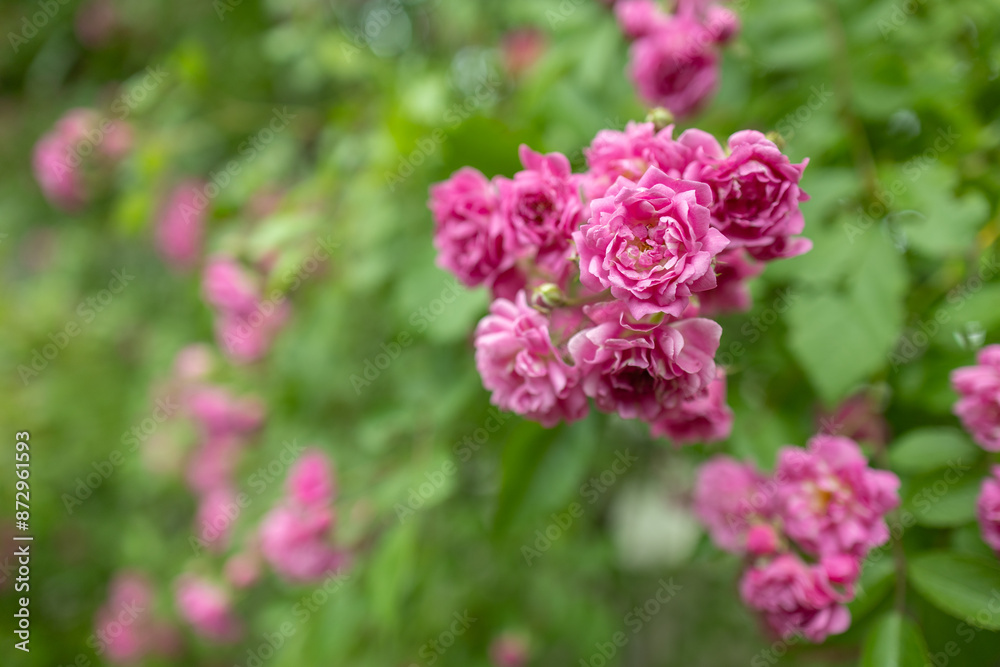 Rose flower on background blurry pink roses flower in the garden of roses. Nature Rose flower on background blurry pink roses flower in the garden of roses. Nature