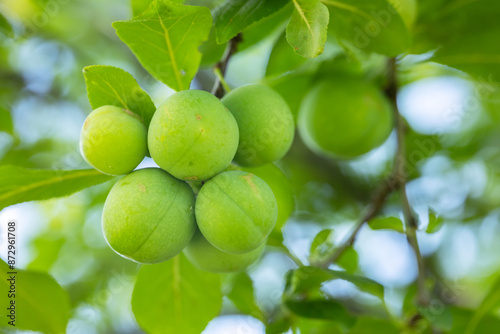 Wallpaper Mural green plums on a branch, selective focus Torontodigital.ca