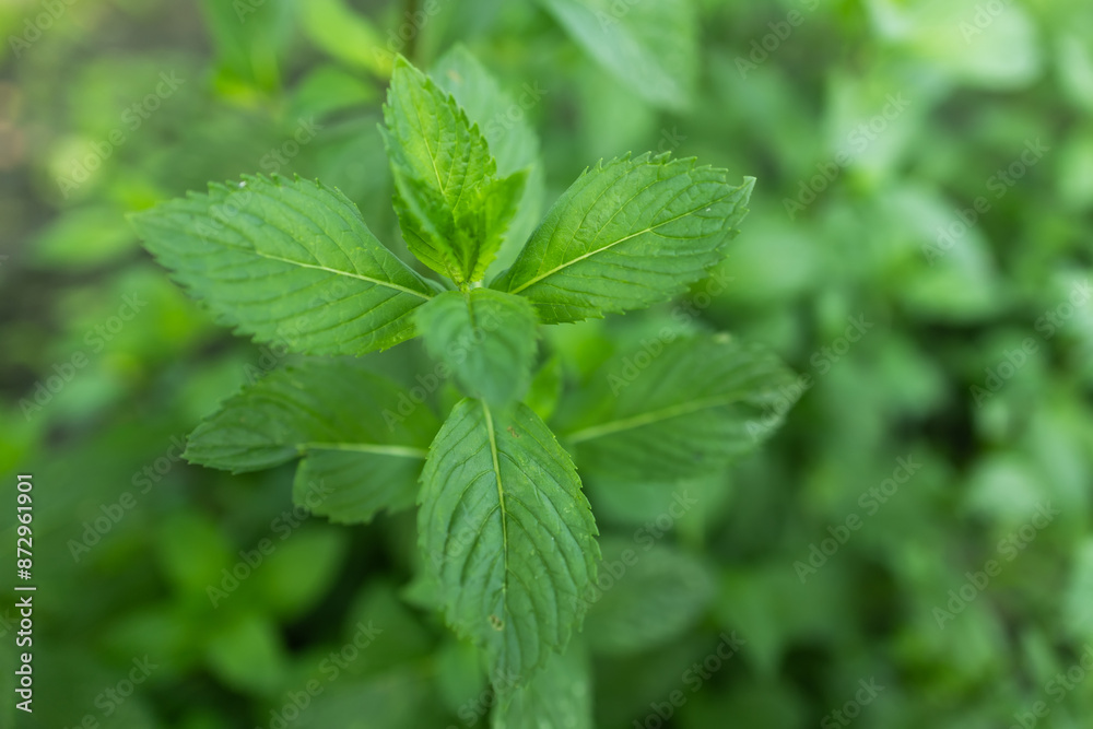 Green Mint Plant Grow Background close up mint leaf. Green Mint Plant Grow Background close up mint leaf.