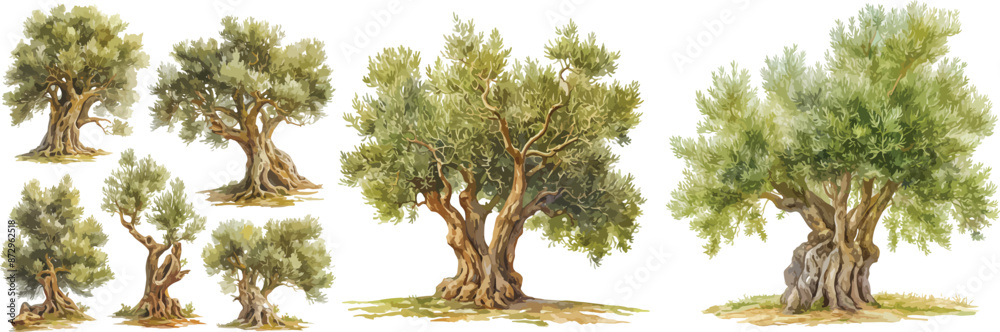 olive tree watercolor clipart
