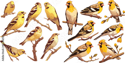 Fotografija goldfinch watercolor clipart