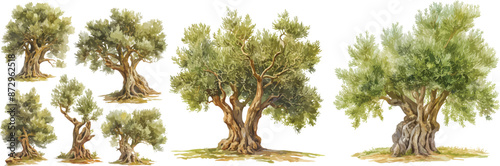 olive tree watercolor clipart