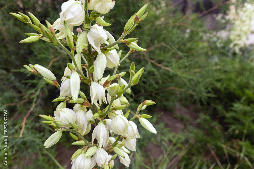 Yucca filamentosa is a species of flowering plant in the family Asparagaceae Yucca filamentosa is a species of flowering plant in the family Asparagaceae