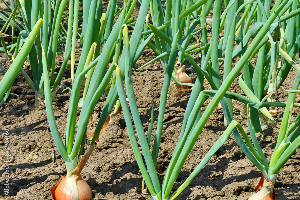 Fototapeta premium Green onions growing in the ground. Field plant vegetable concept. Greens and onions in the soil. Green onions and onions growing in the soil in lifestyle the garden.