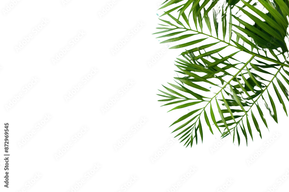 PNG Nature plant green leaf. PNG Nature plant green leaf.