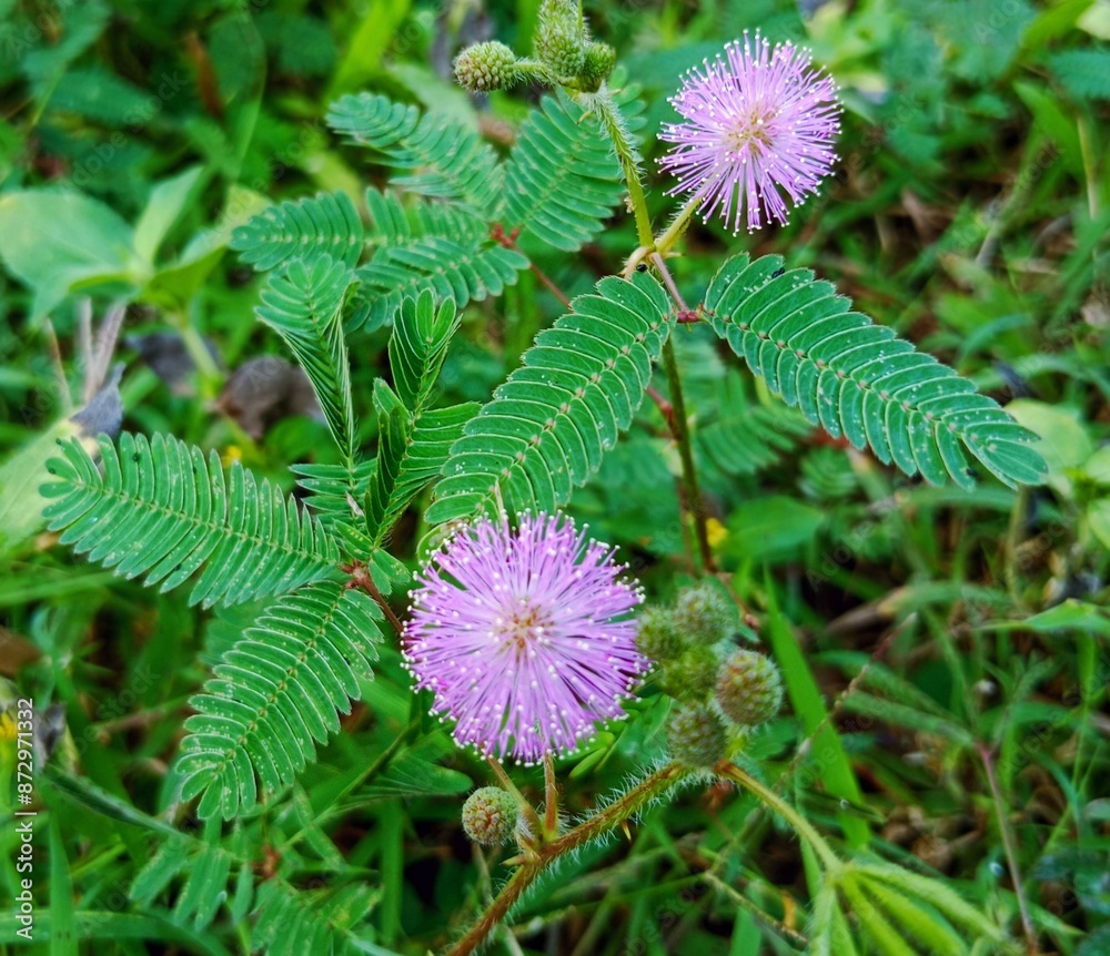 closeup photo of Mimosa pudica or shy princess flower closeup photo of Mimosa pudica or shy princess flower