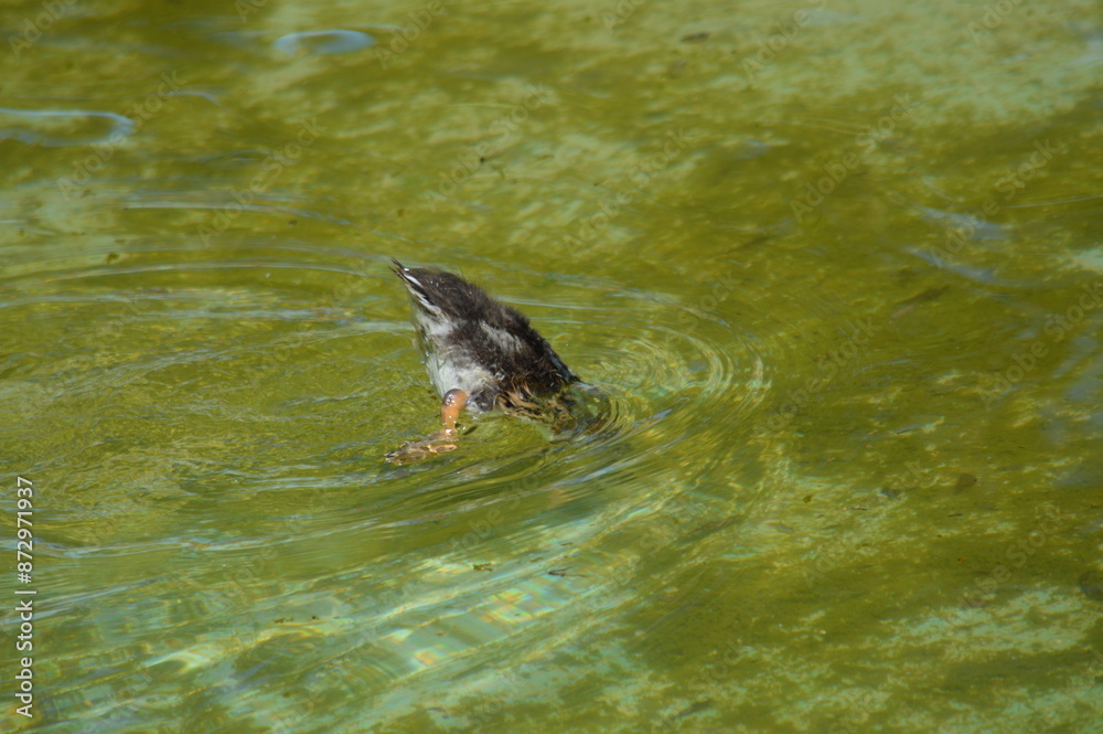 Fototapeta premium PATITOS BUCEO