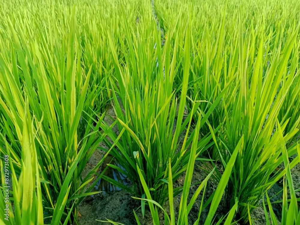 close up of rice plants that have not yet grained rice in a rice field