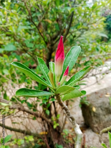 close up of adenium flower buds not yet blooming