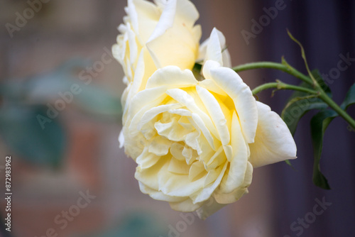 yellow rose closeup