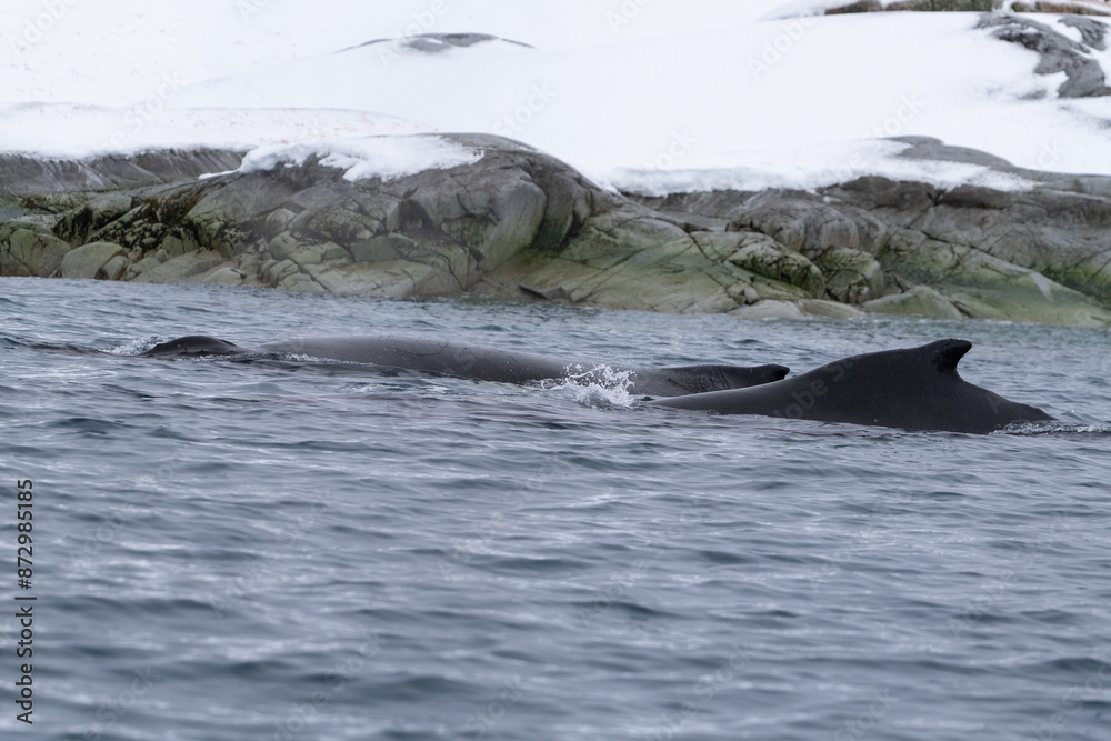 Obraz premium View of the back of humpback whale in the Southern Ocean
