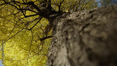 4K YELLOW Autumn Colors Japan Momiji REAL TIME SPEED