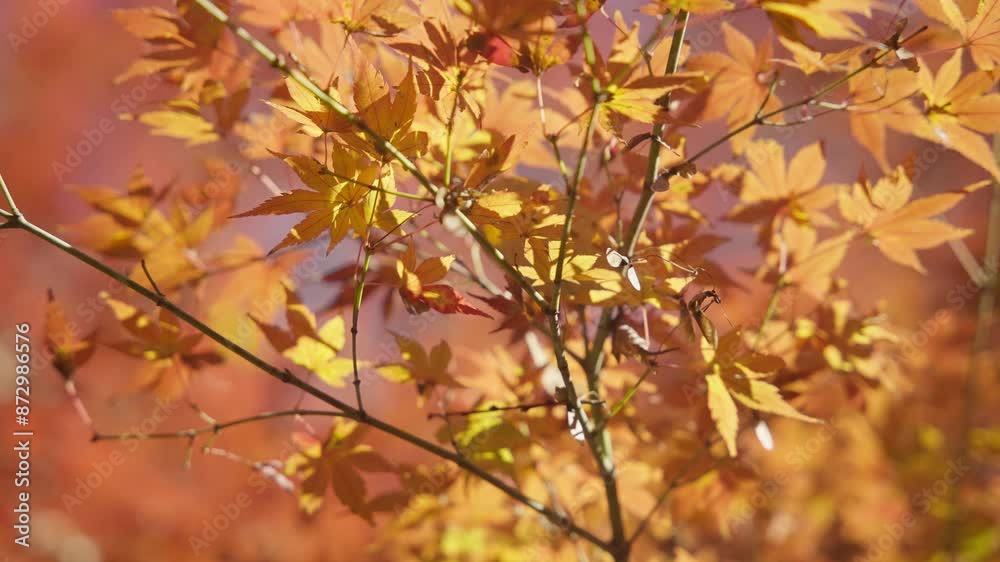 4k RED Autumn Colors 8 60FPS SLOWED DOWN TO 40% 4k RED Autumn Colors 8 60FPS SLOWED DOWN TO 40%