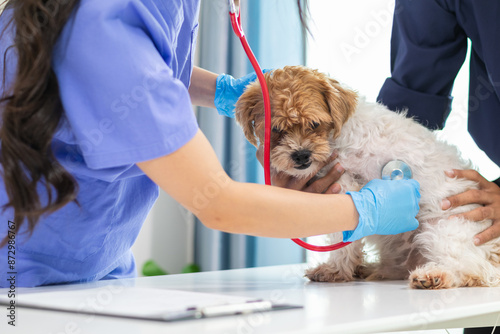 Veterinarian are using Stethoscopes to examine dog health and diagnose respiratory and cardiac ailment. Checking health of dog in animal hospital with Stethoscope for disease diagnosis by veterinarian