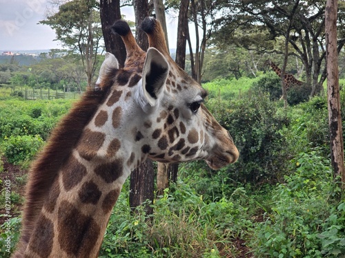 Photography giraffe in the wild