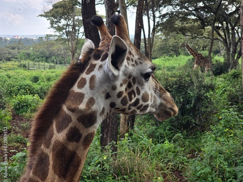 Photography giraffe head in the forest