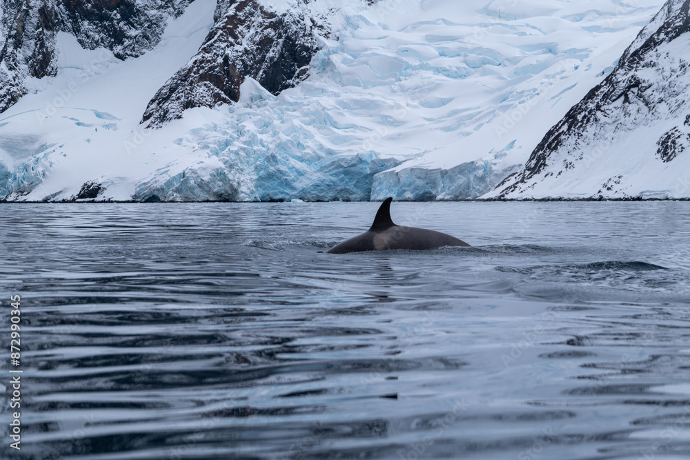 Fototapeta premium View of the back of killer whale in the Southern Ocean, Antarctica