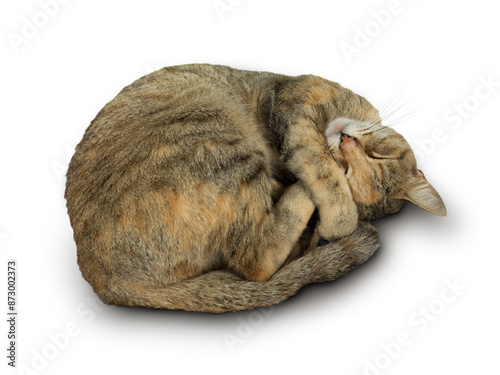 zusammengerollte schlafende Katze isoliert auf transparentem Hintergrund mit Schatten