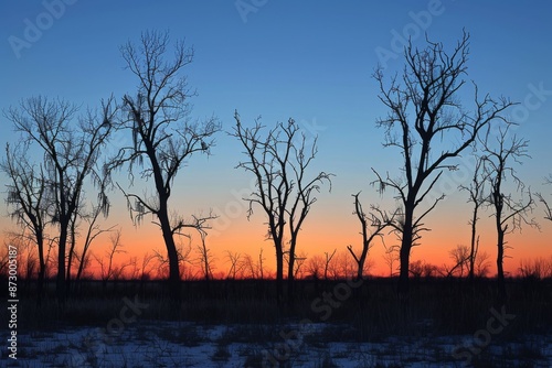 Bare Trees at Sunset © Sandu