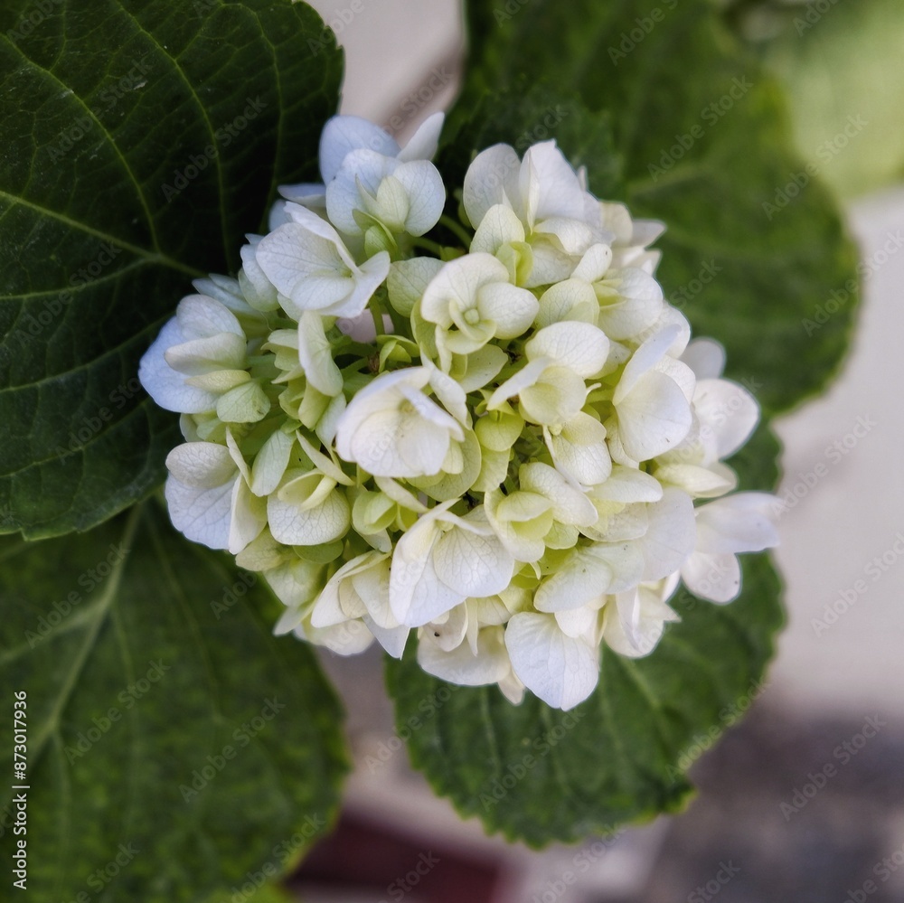 white hydrangea flower white hydrangea flower