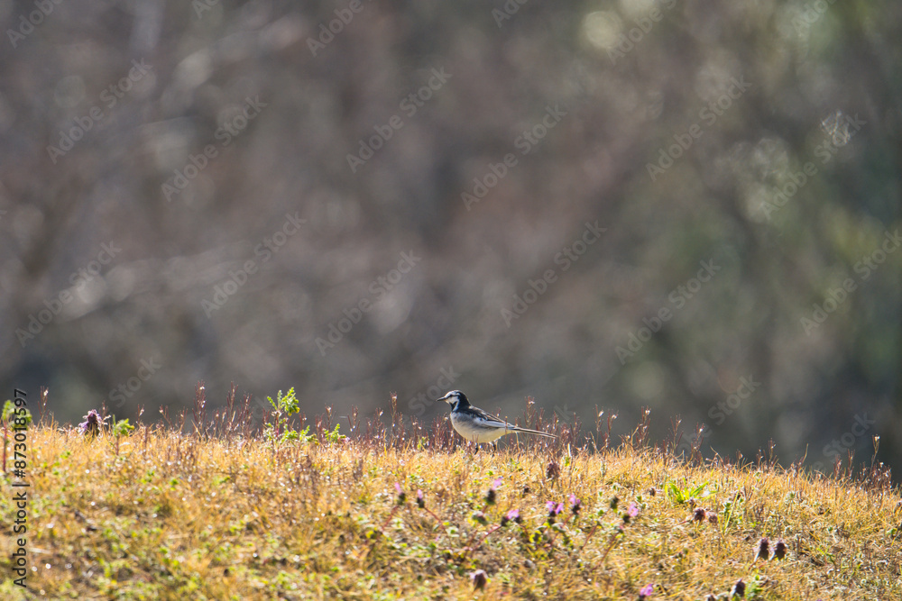 A White Wagtail Searching for Food, Bathed in the Morning Sunlight; Toyama, Japan A White Wagtail Searching for Food, Bathed in the Morning Sunlight; Toyama, Japan