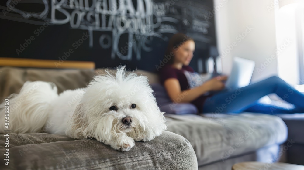 A fluffy white dog is comfortably resting on a couch while its owner works on a laptop in the background, showcasing a cozy home office environment. Modern lifestyle represented. A fluffy white dog is comfortably resting on a couch while its owner works on a laptop in the background, showcasing a cozy home office environment. Modern lifestyle represented.