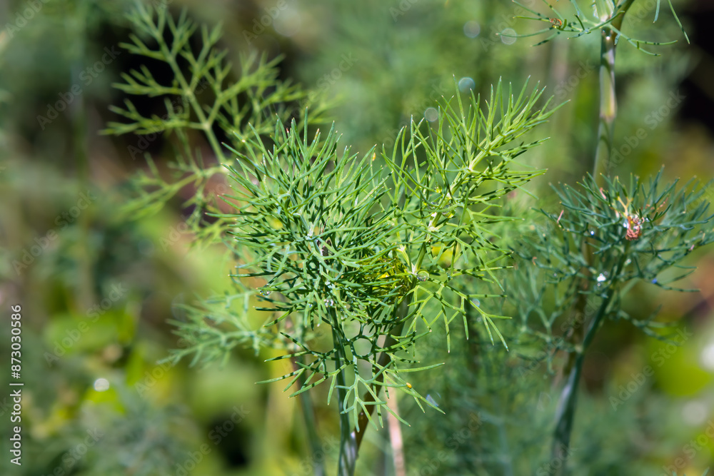 Dill close-up. Closeup of Anethum graveolens plant leaves with soft selective focus Dill close-up. Closeup of Anethum graveolens plant leaves with soft selective focus