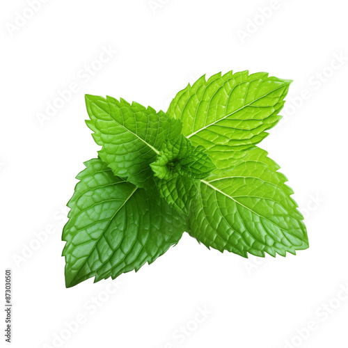 Fresh Green Mint Leaves