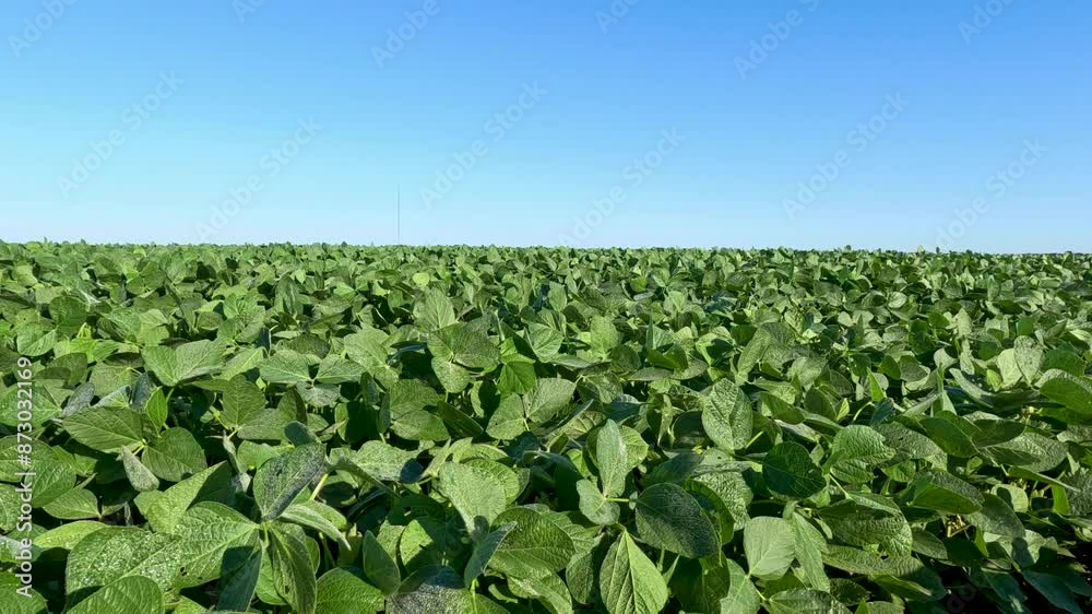 Rows of healthy green soybean crops within an agricultural field. Plants are lush and green with morning dew. Set against a clear blue sky. Captured in late June in the Midwest, USA. Rows of healthy green soybean crops within an agricultural field. Plants are lush and green with morning dew. Set against a clear blue sky. Captured in late June in the Midwest, USA.
