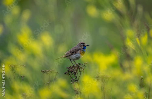 beautiful bluethroat bird sitting on a branch with prey in the forest on a sunny day