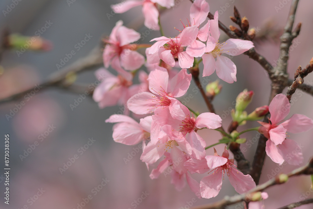 the pink blossom sukura flowers on a spring day the pink blossom sukura flowers on a spring day