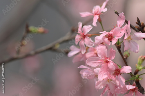 the pink blossom sukura flowers on a spring day photo