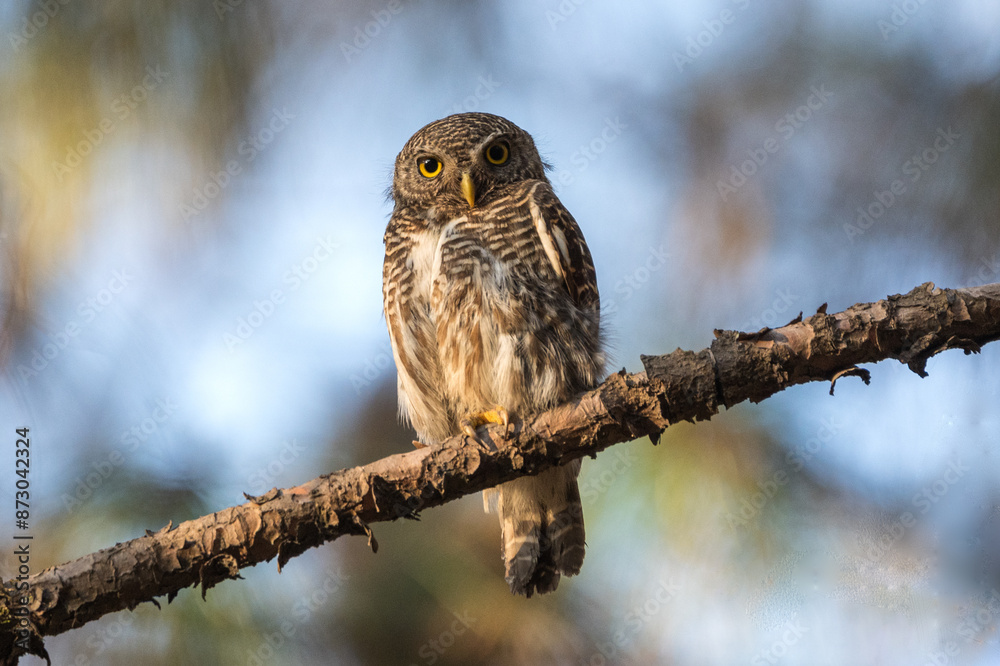 Asian Barred Owlet (Glaucidium cuculoides) is perching on a tree branch in its natural habitat. Asian Barred Owlet (Glaucidium cuculoides) is perching on a tree branch in its natural habitat.