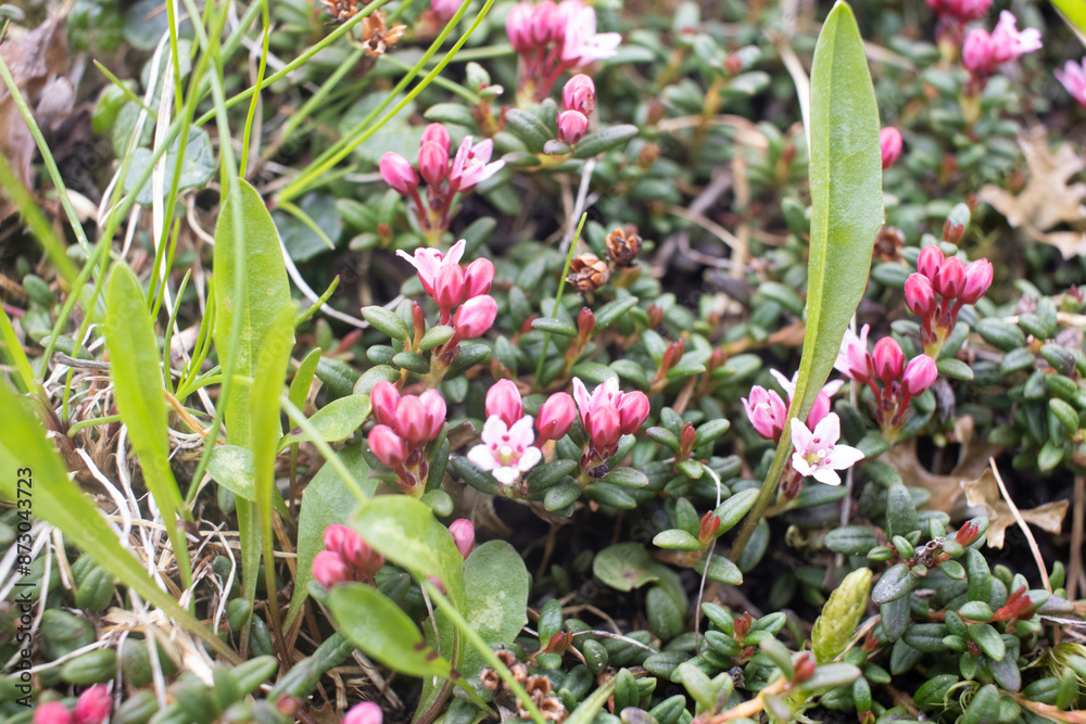 blossoms and dwarf scrub of Kalamia procumbens or alpine azalea of trailing azalea blossoms and dwarf scrub of Kalamia procumbens or alpine azalea of trailing azalea