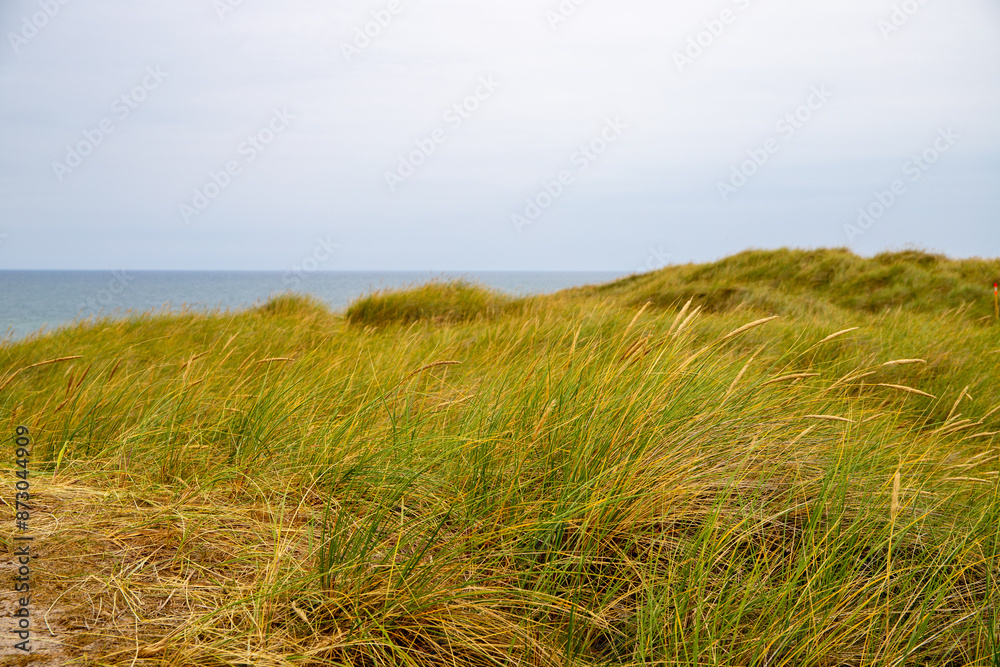 Sand dune with grass reeds on Denmark Sand dune with grass reeds on Denmark