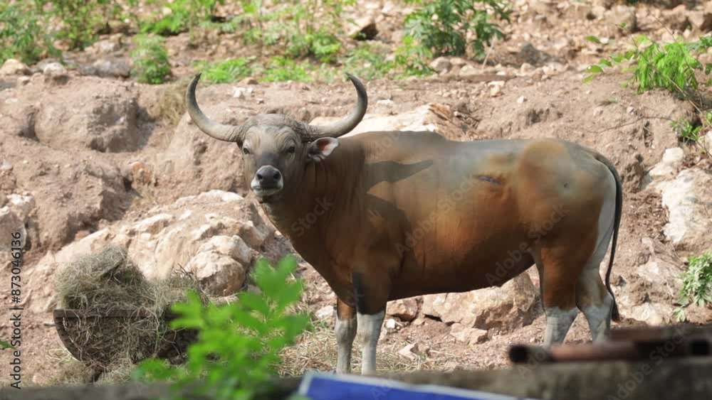 Beautiful Big Byson Buffalo in Zoo Beautiful Big Byson Buffalo in Zoo