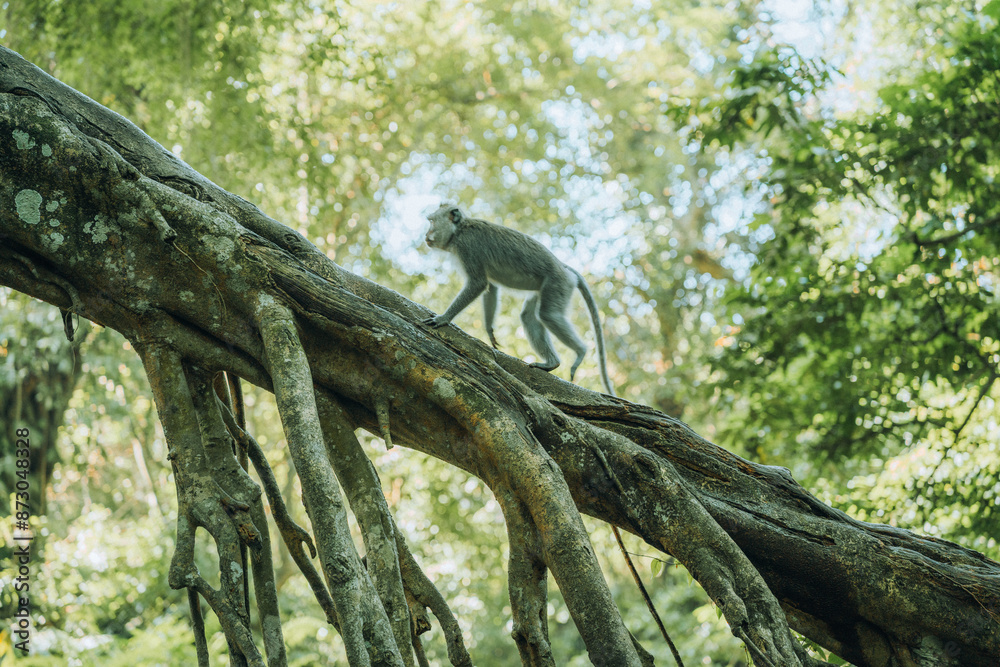 Sacred Monkey Forest Sanctuary, Ubud, Bali, Indonesia