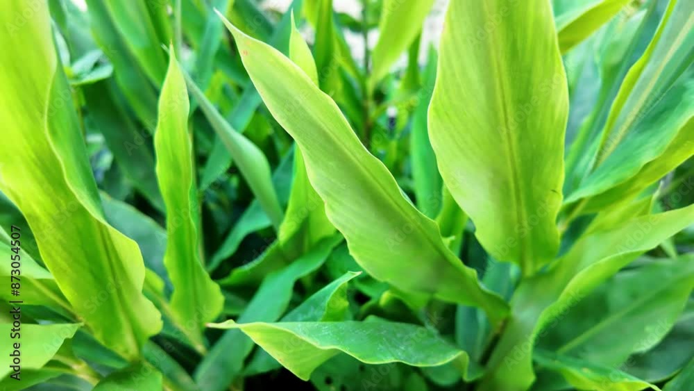 Close-up of vibrant green leaves in a tropical garden, showcasing lush foliage and natural beauty in an outdoor setting. Close-up of vibrant green leaves in a tropical garden, showcasing lush foliage and natural beauty in an outdoor setting.