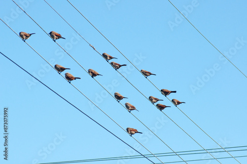 A flock of birds sitting on electric wire against the blue sky. photo